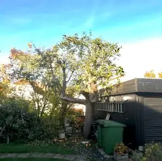 Trädbeskärning Jönköping efter