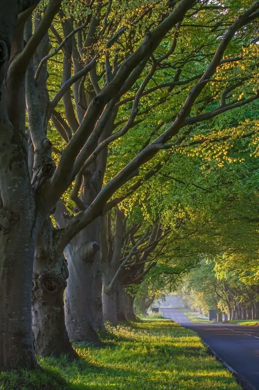 Trädvårdsplan Jönköping har skapat vacker väg