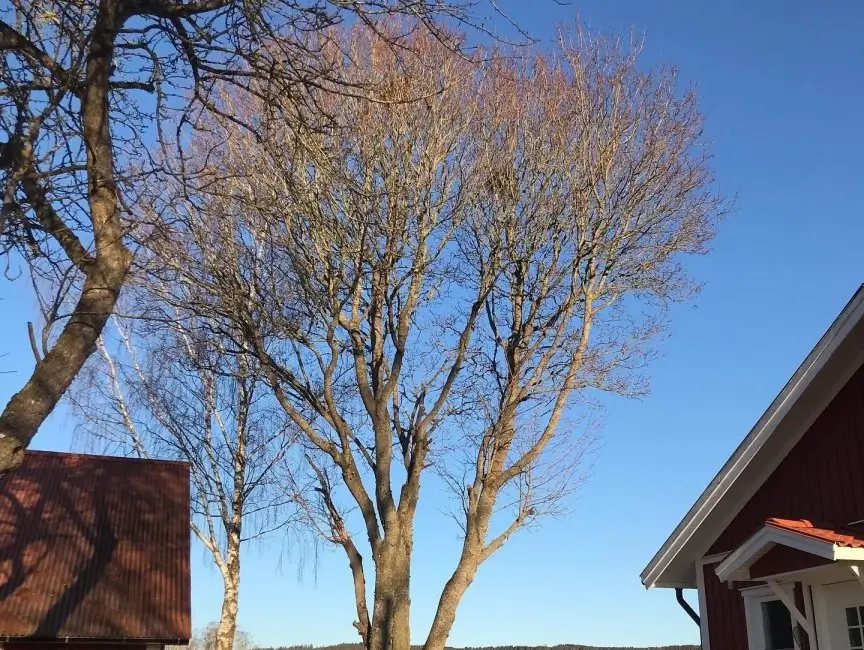 Trädbesiktning av arborist