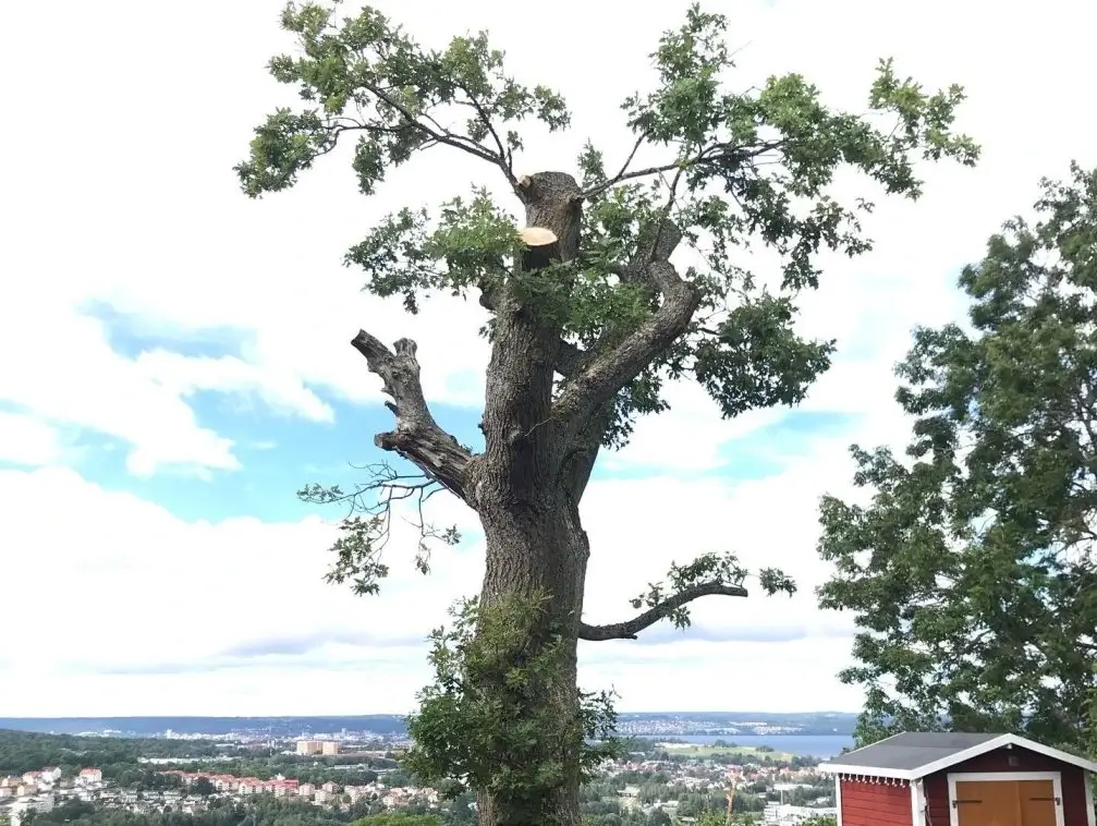 Trädbeskärning av arborist