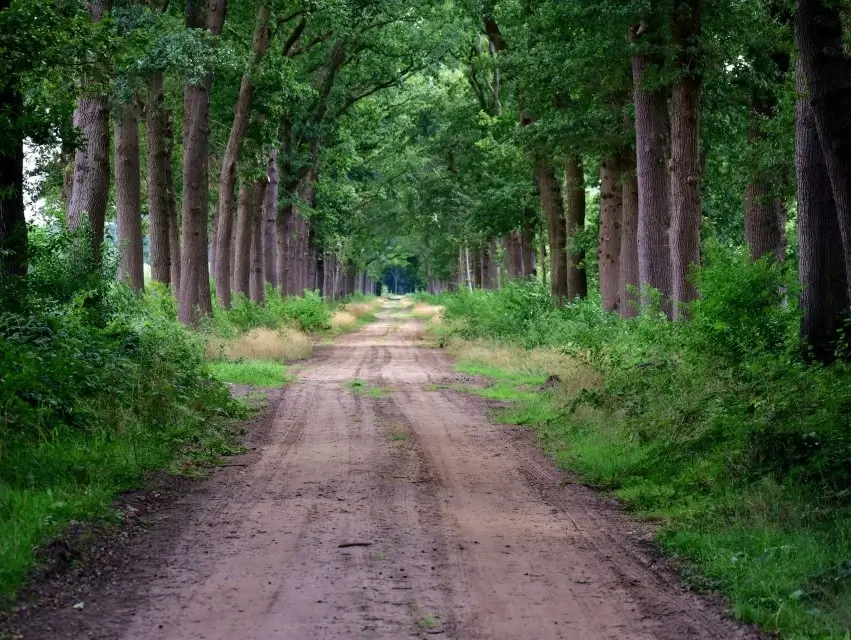 Trädvårdsplan av arborist