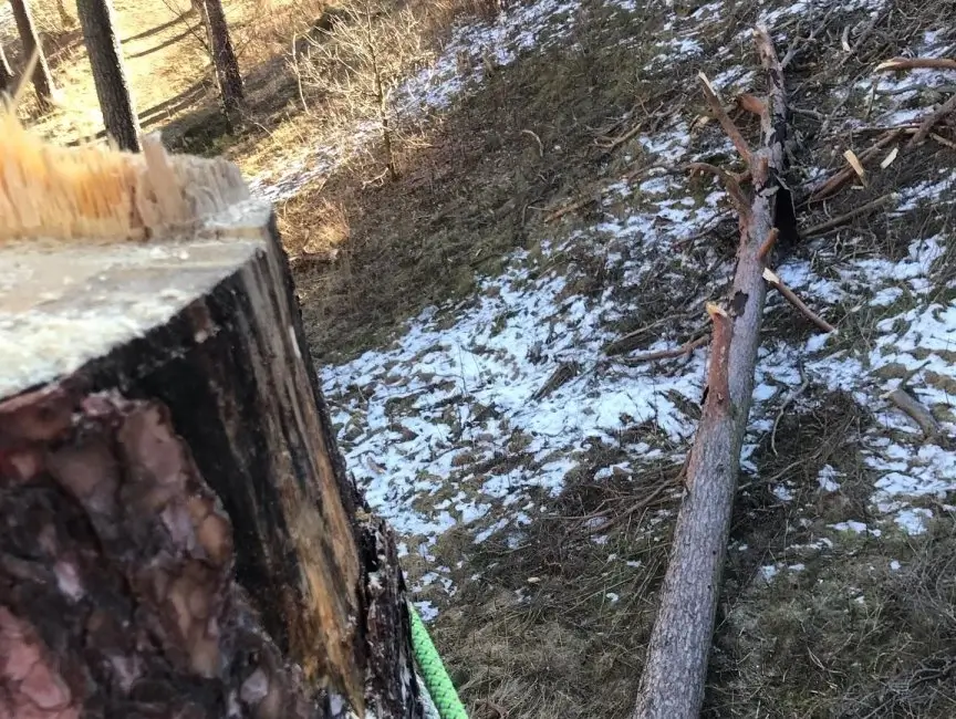 Trädfällning av arborist