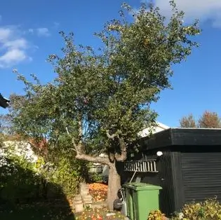 Trädbeskärning Jönköping före