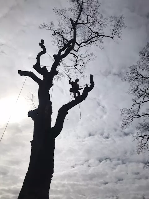 Trädsjukdomar utvärderas av arborist