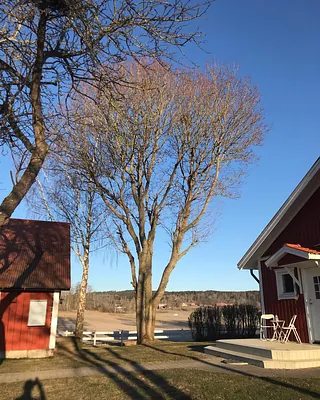 Trädbesikning Jönköping - Thiboms Trädvård